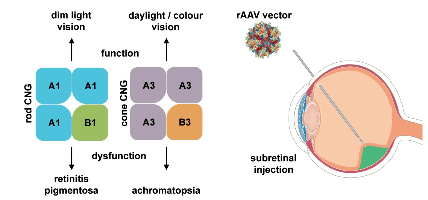 CNGA3 gene cause achromatopsia 