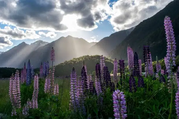 farveblinde briller i new zealand